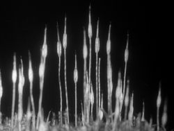 Minute Bodies: The Intimate World of F. Percy Smith