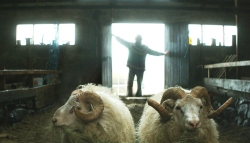 Rams