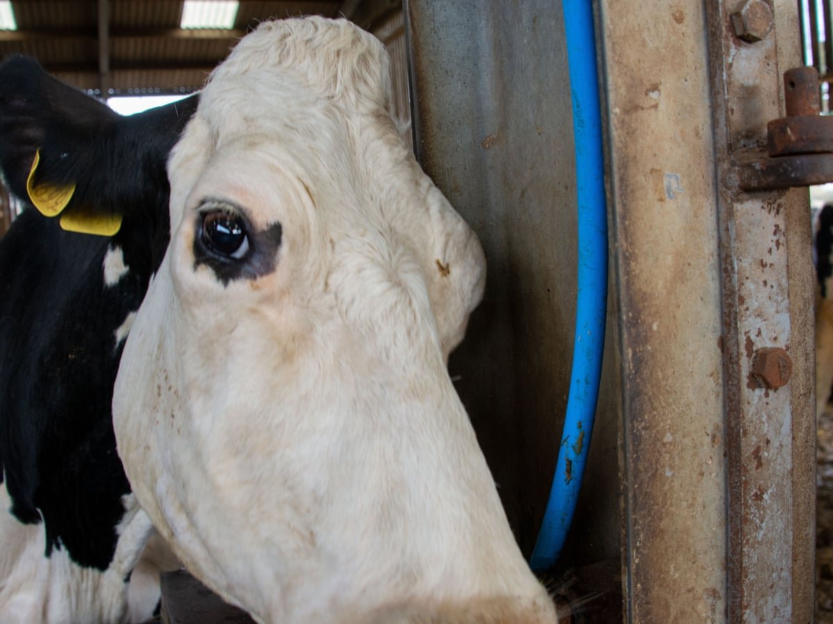 Cow