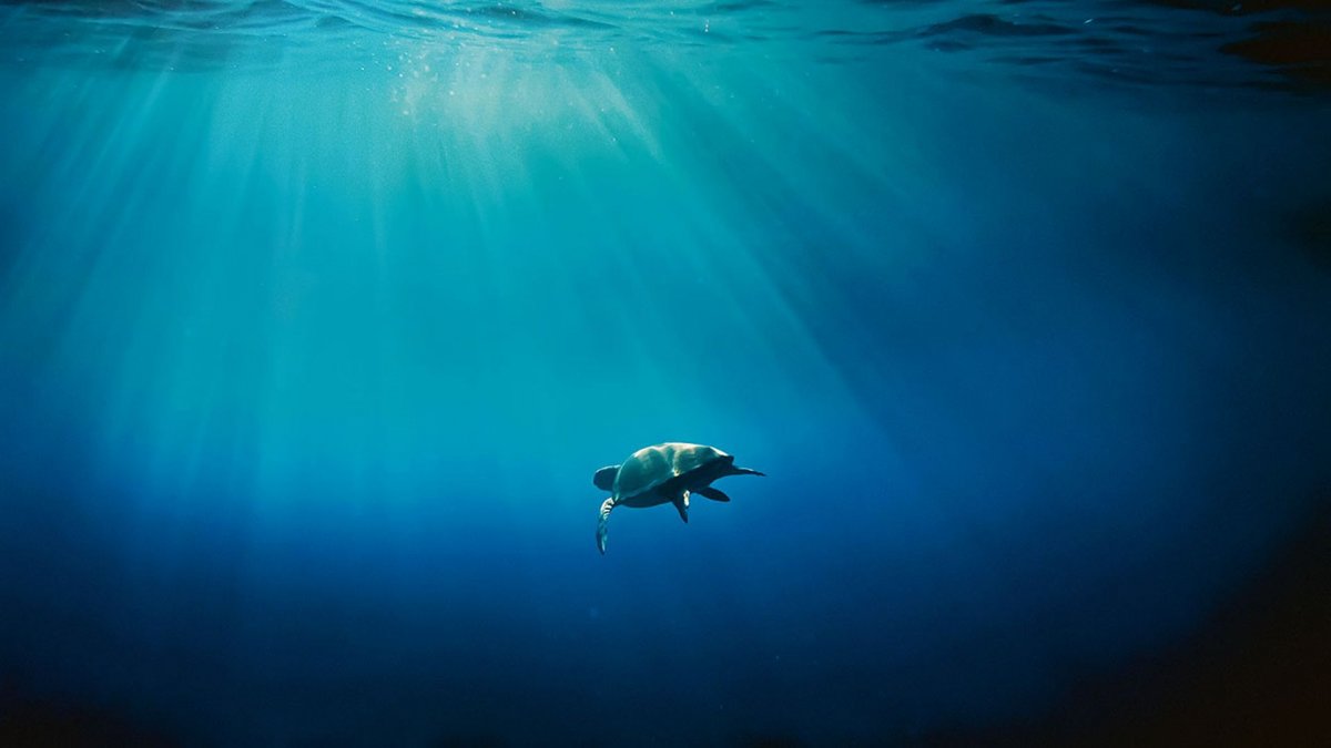 Mediterranean : Life under siege