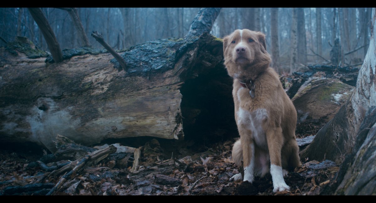 Good boy 