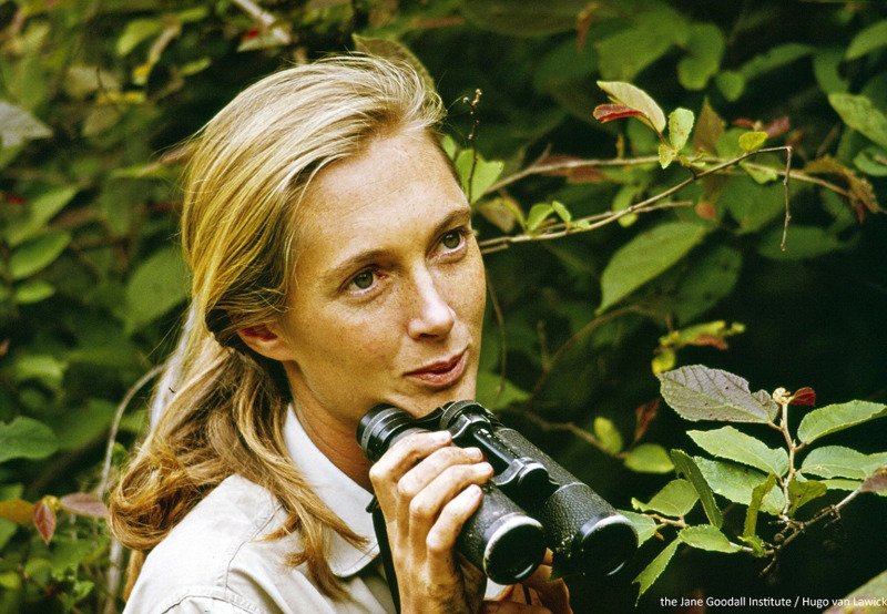 Jane Goodall in Tanzania 800