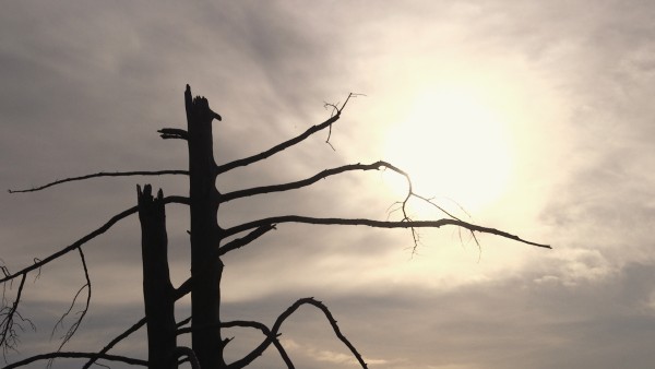 Parnitha: 10 Years after the Fire