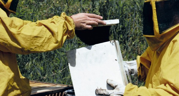 The Time of the Bees
