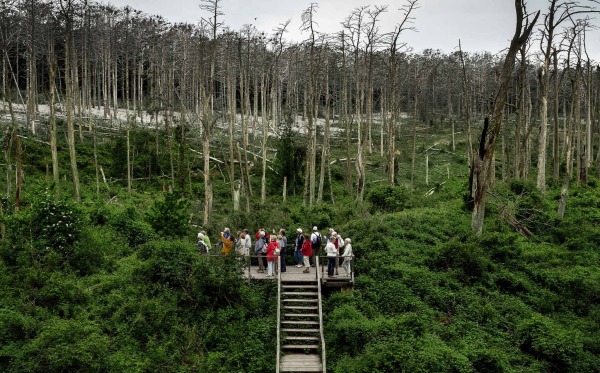 Acid Forest