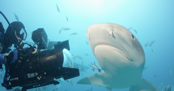Sharkwater: Αφανισμός
