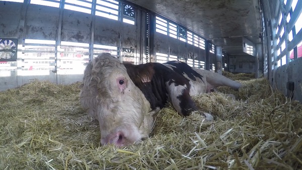 The Hidden Side of Animal Transport