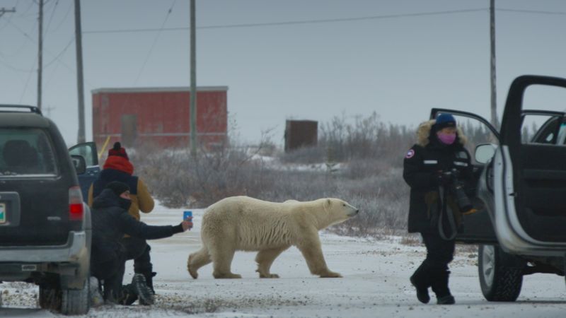 Nuisance Bear