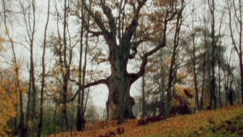 The Oak