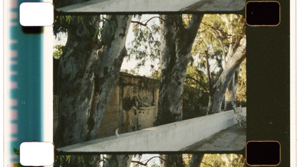 Among the Eucalyptuses