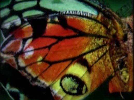 Anthology of a Butterfly